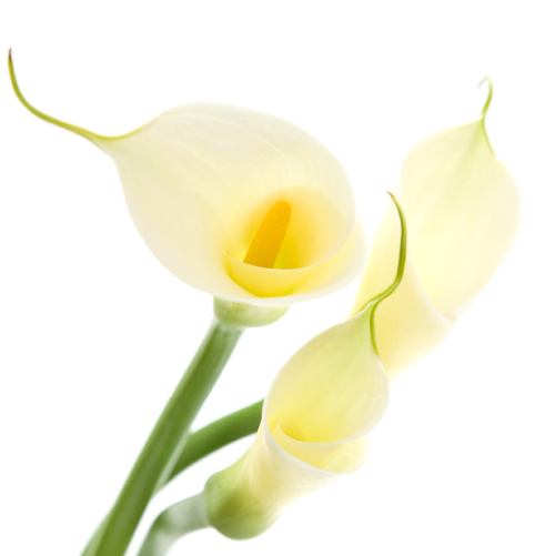 Floral Studio NYC Fresh Flowers